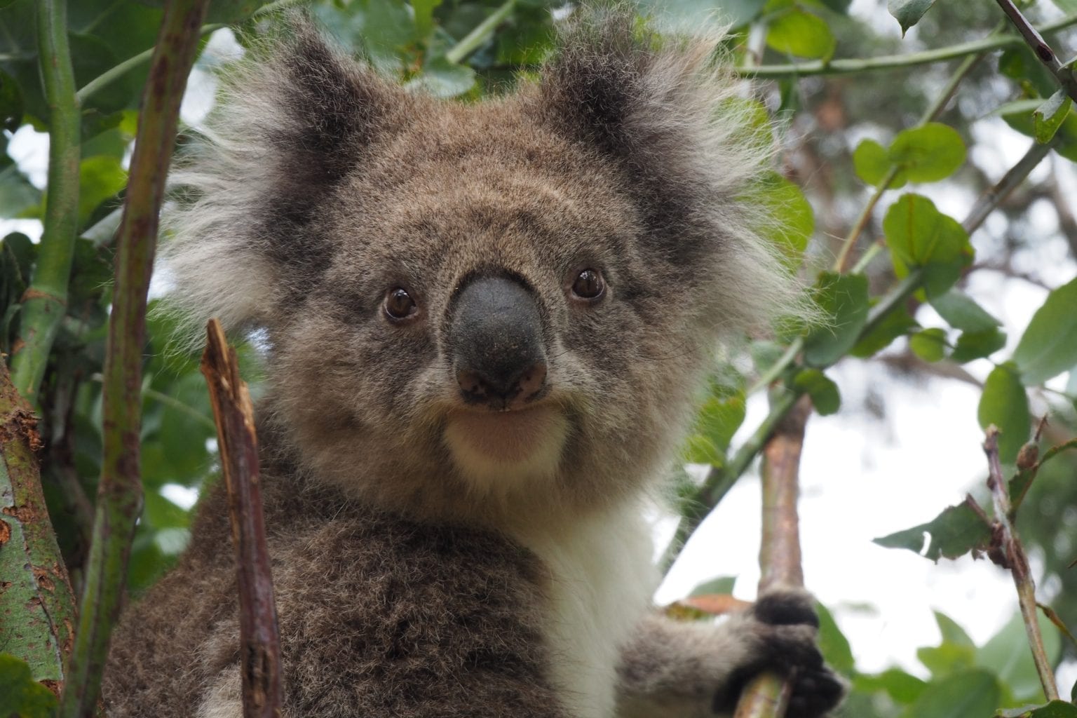 14 Cute Facts About Koala Bears Fact City