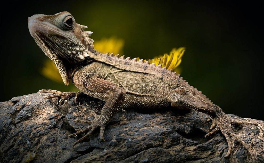 11 LittleKnown Facts About Lizards Fact City