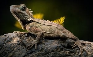 A spiny lizard perched in a tree