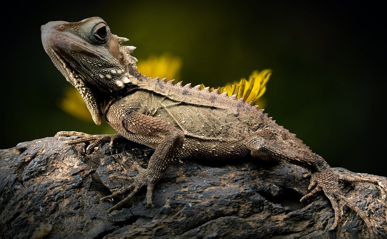 11 LittleKnown Facts About Lizards Fact City