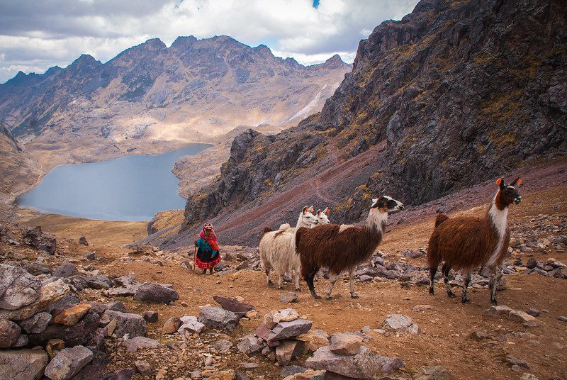 llamas trekking