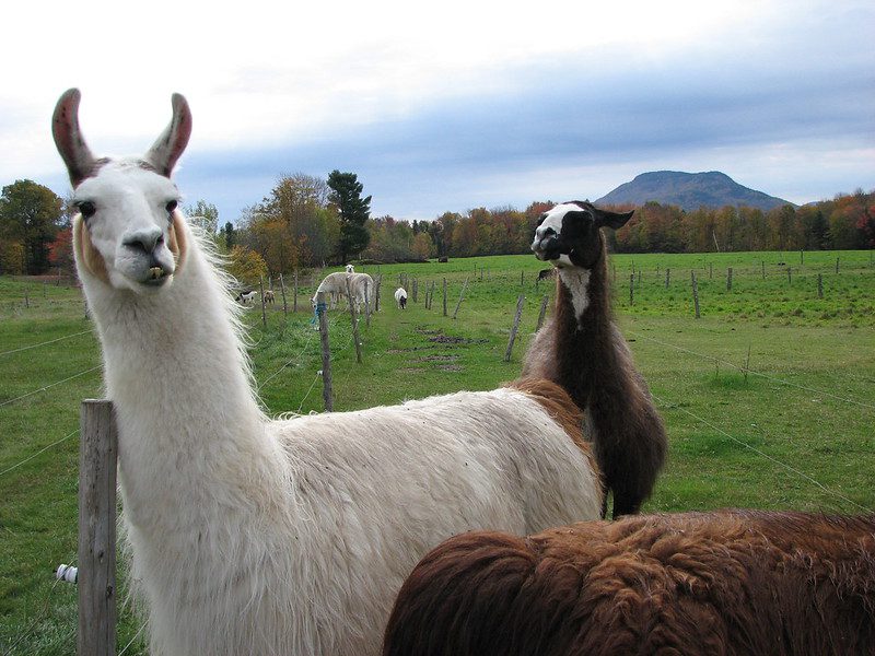 a herd of llamas