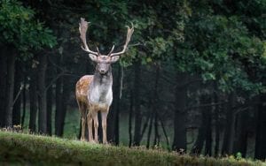 Fallow deer with antlers