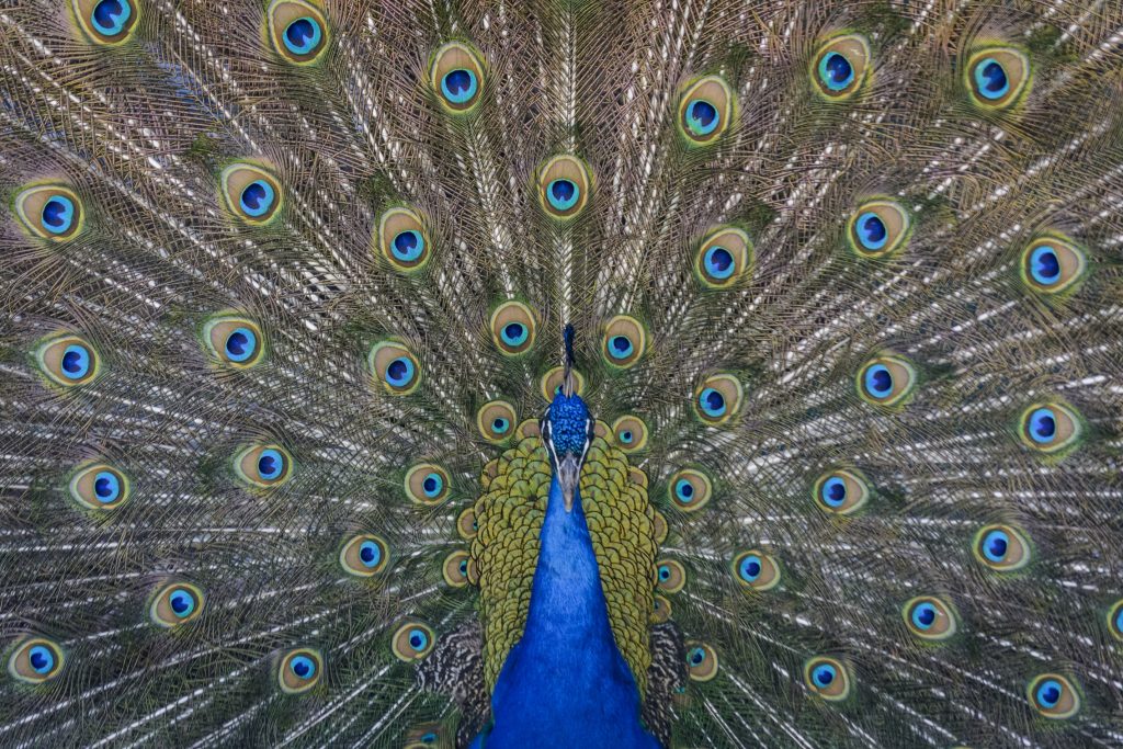 facts about peacocks
