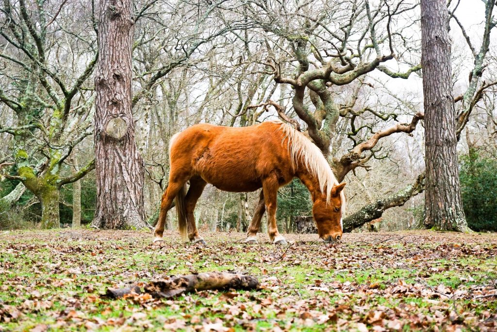 facts about the new forest