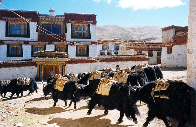 A group of yaks