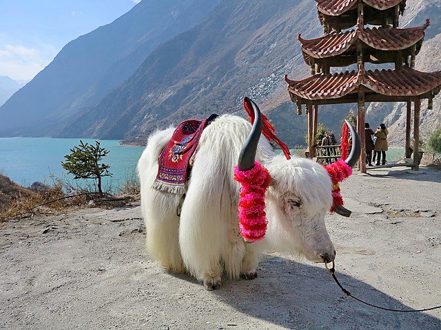 yak in China