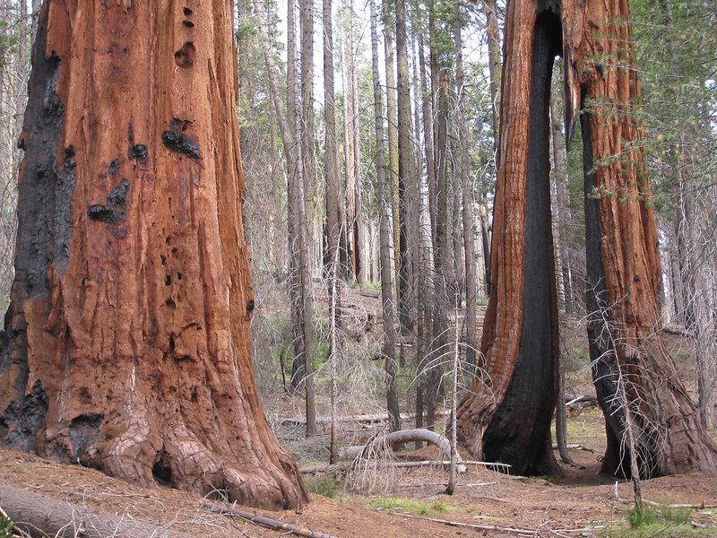 Mariposa Grove