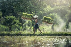 Farmer in Asia, harvesting rice