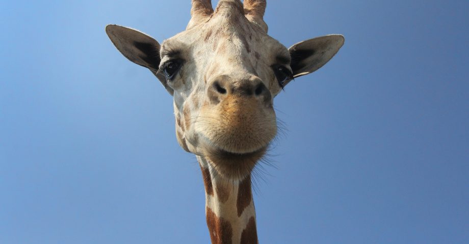 fun facts about Giraffes