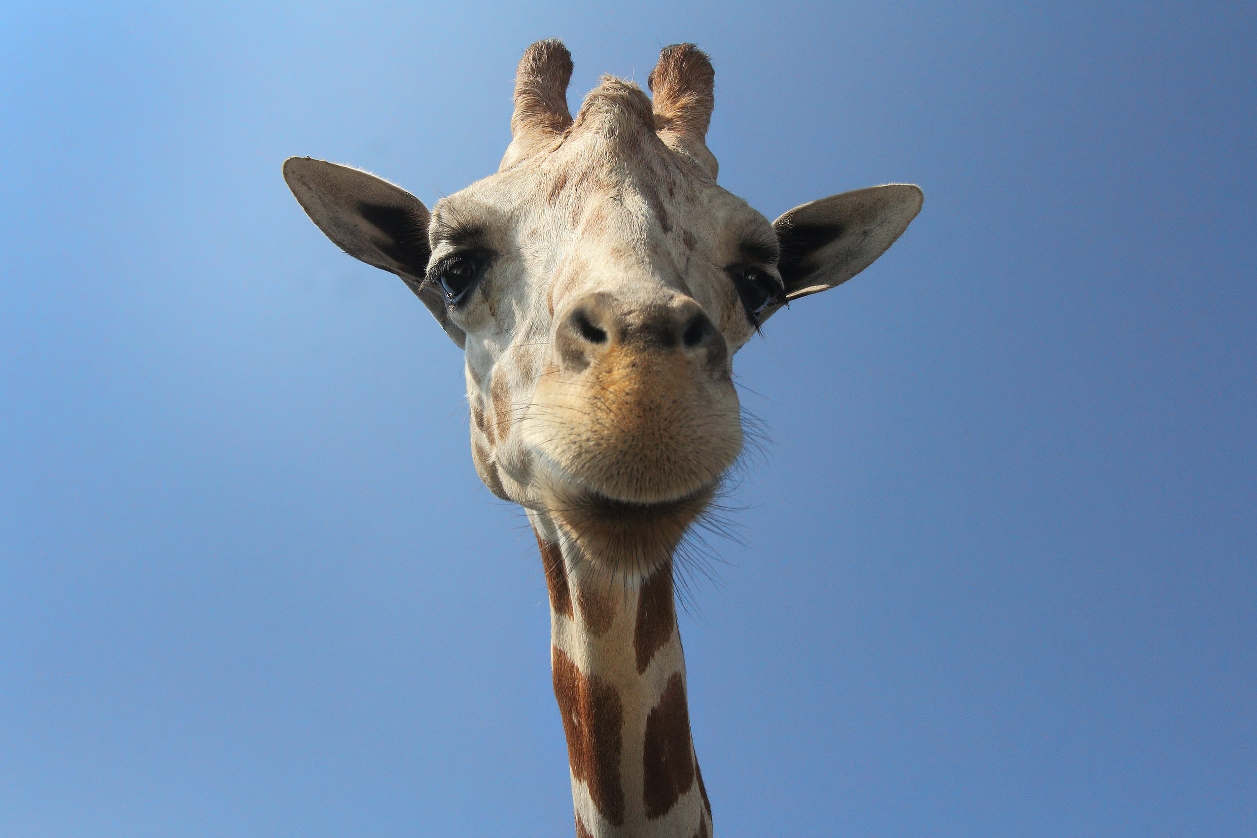 fun facts about Giraffes