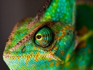 Close up of a chameleon head and eye