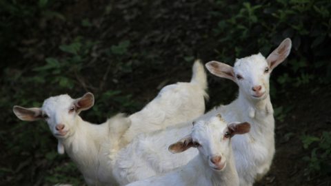 fun facts about goats