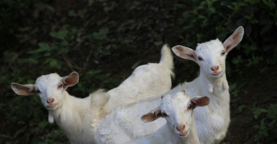fun facts about goats
