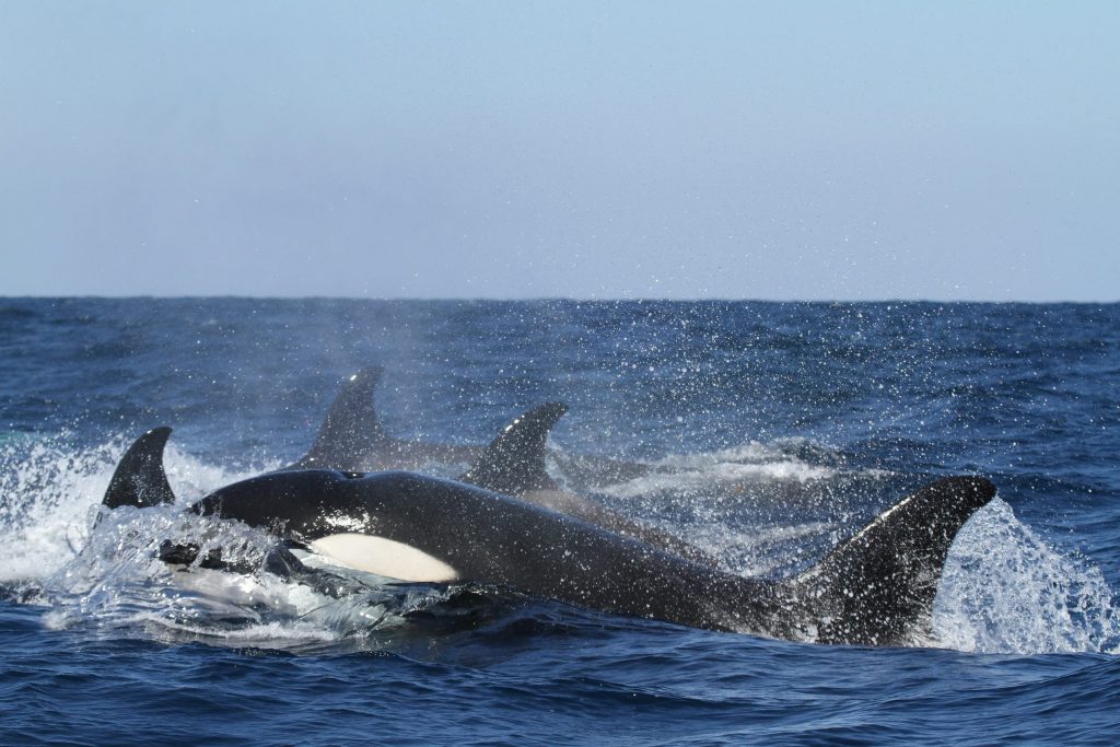 fun facts about killer whales