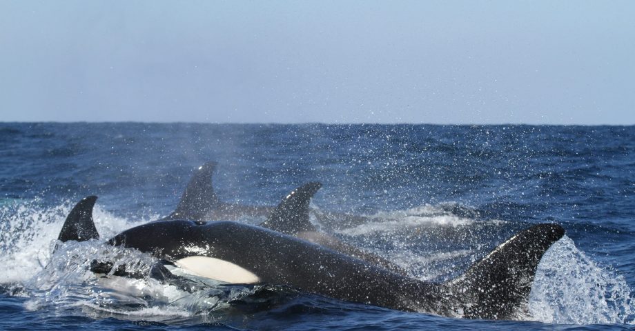 14 Keen Facts About Killer Whales Fact City