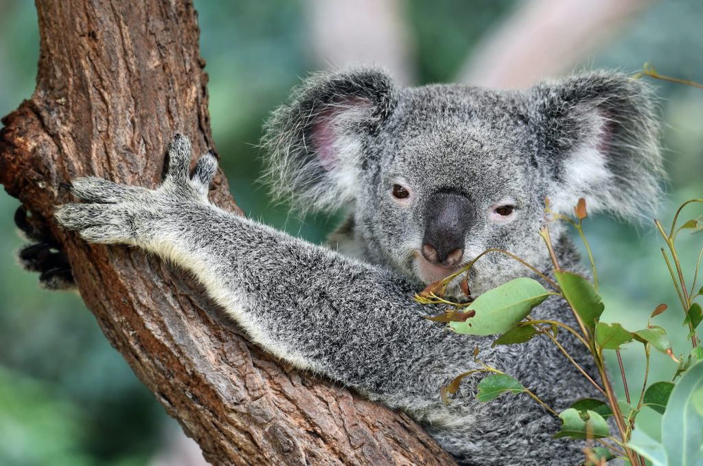 fun facts about koala bears