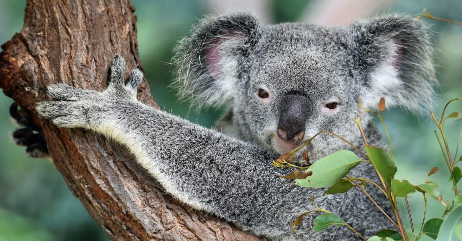 fun facts about koala bears