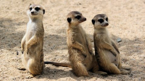 fun facts about meerkats