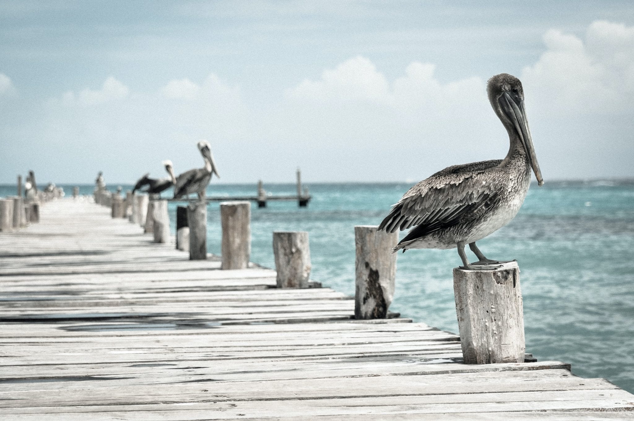 14 Interesting Facts About Pelicans You Won't Know... Fact City