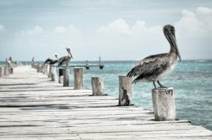 fun facts about pelicans