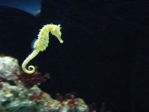 fun facts about seahorses