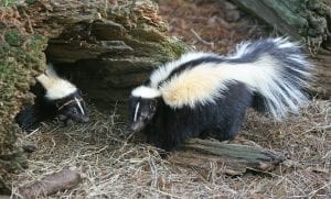 two skunks outside their burrow