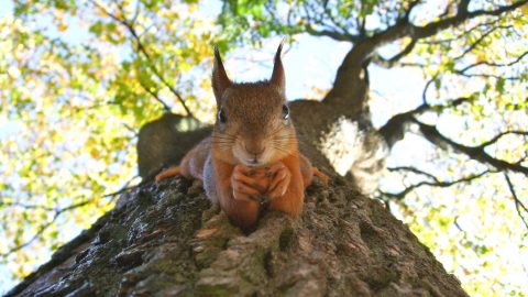 a squirrel climbing down a tree