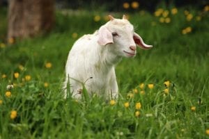 Billy goat in a pastural field