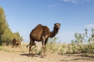 a dromedary camel - one hump - standing in the desert