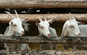 3 goats looking through a fence