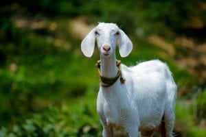 White goat in a neckerchief 