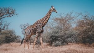 A Giraffe in the African Bush