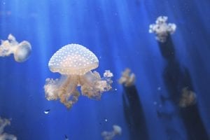 interesting facts about Jellyfish