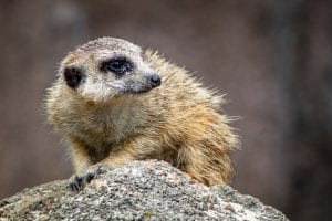 interesting facts about Meerkats