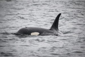 interesting facts about Orcas