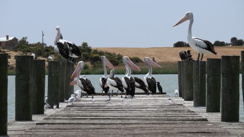 interesting facts about Pelicans