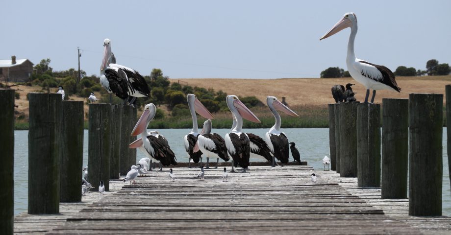 interesting facts about Pelicans