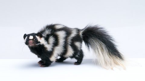 interesting facts about skunks