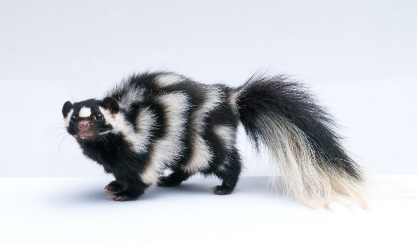 13 Smelly Facts about Skunks - Facts