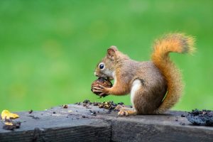 a red squirrel eating nut