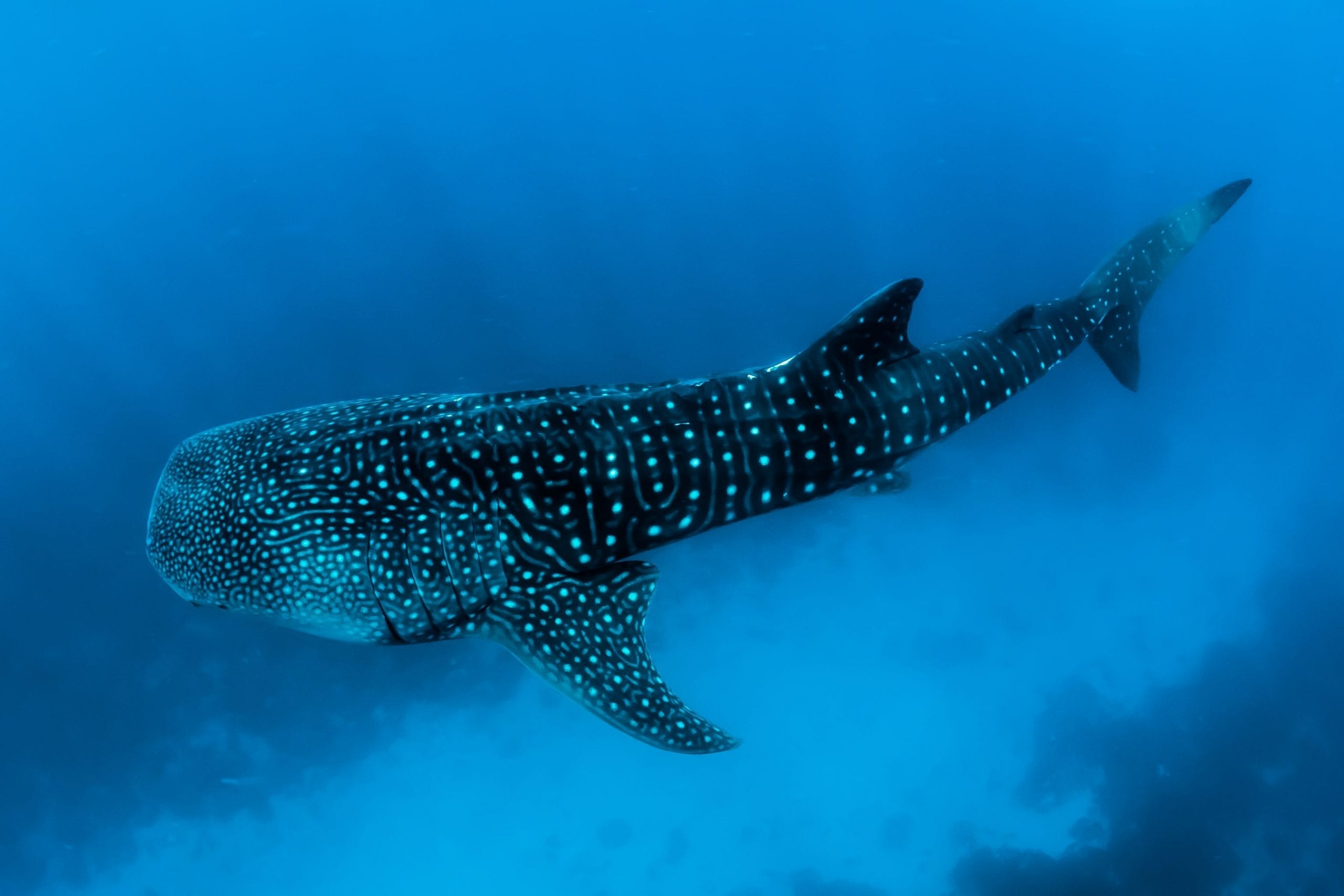 interesting facts about whale sharks