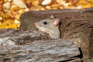 a brown mouse 