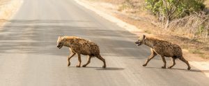 hyenas crossing a road in South Africa