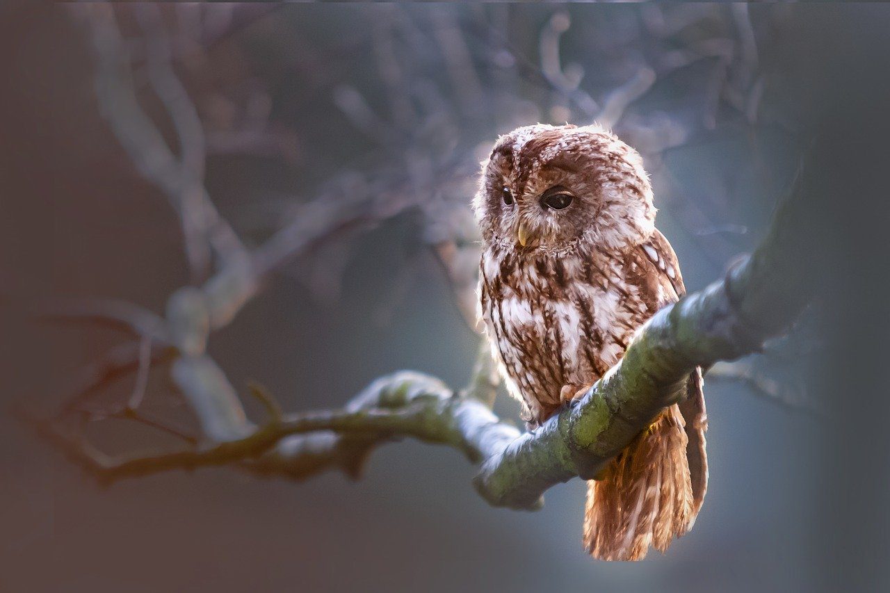 17 Alluring Facts About Owls Fact City