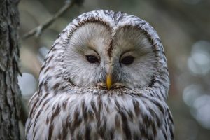 The Ural Owl