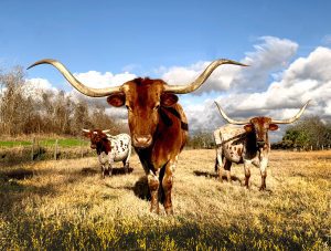 a Texan cattle ranch
