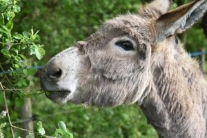 Donkey Facts