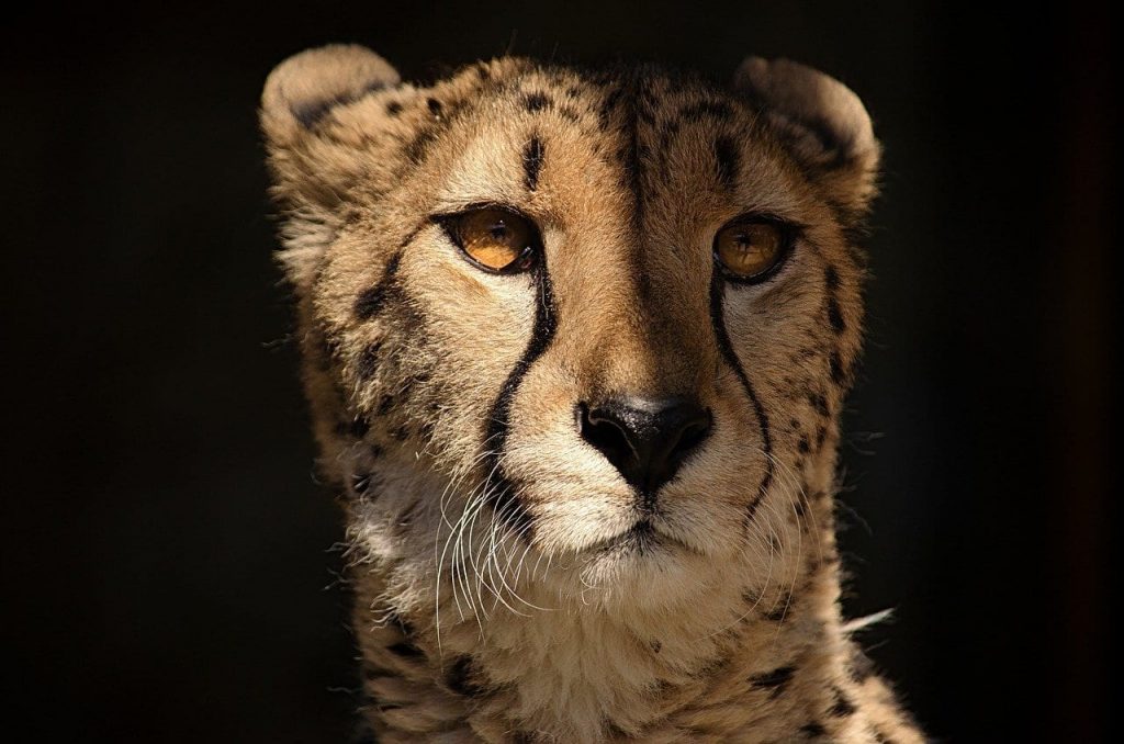 Facts about Cheetahs