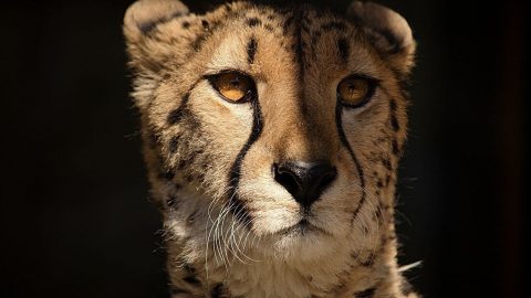 Facts about Cheetahs